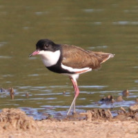 Red-kneed Dotterel